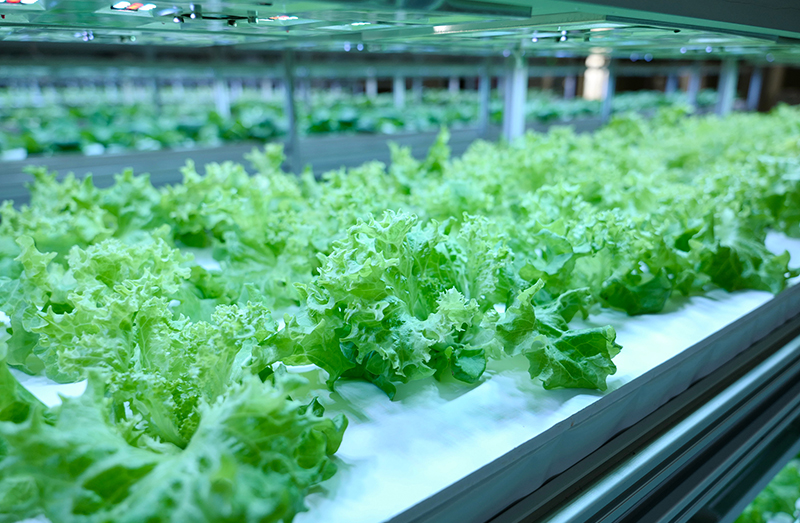 葉菜水耕栽培設備