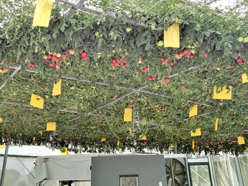 溫室果菜水耕栽培設備